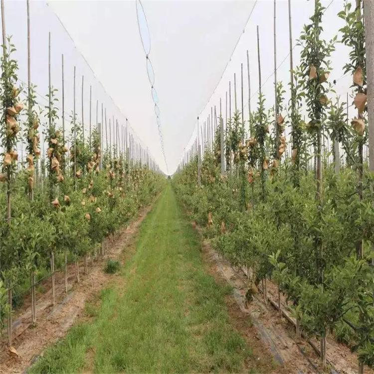 蔬菜防雹网